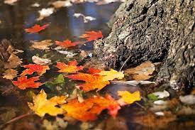 The photo shows fallen autumn leaves in a puddle of water with sun shining on them 