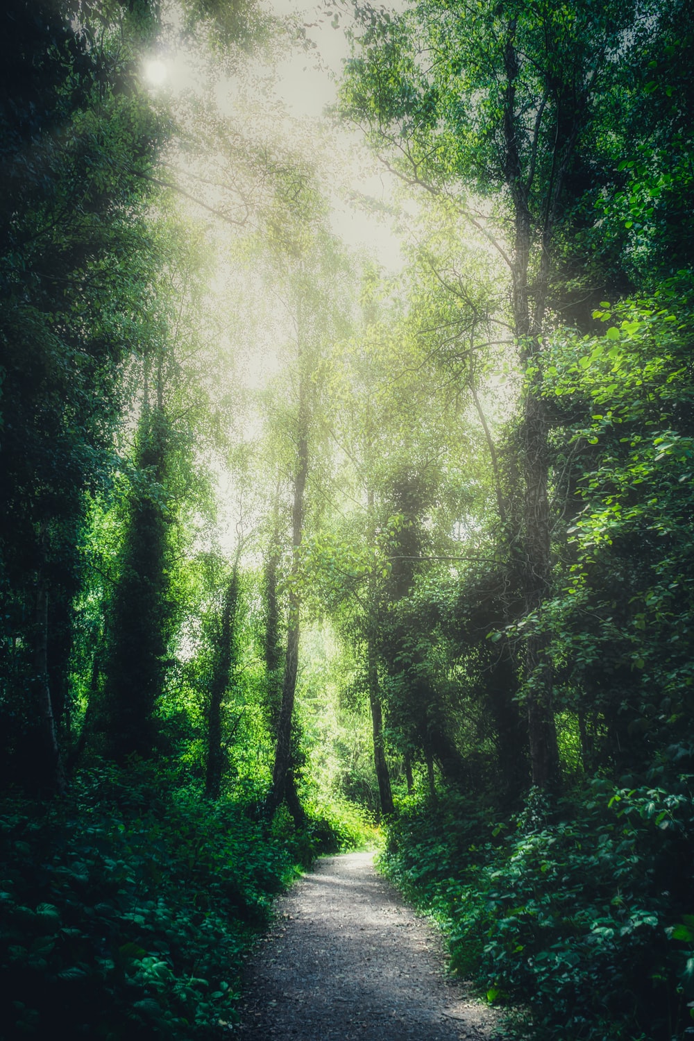 Forest bathing, or in Japanese, shinrin-yoku, is a mindfulness practice of taking in all senses while being present in nature. It can be part of gaining mindfulness to help us grow